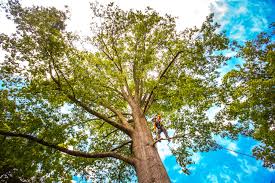 Lawn Pest Prevention in Franklin Park, PA