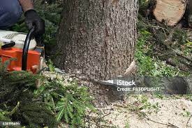 How Our Tree Care Process Works  in  Franklin Park, PA