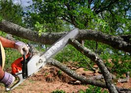 Franklin Park, PA Tree Care Company
