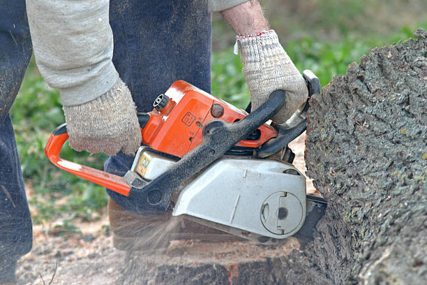 Best Tree Trimming and Pruning  in Franklin Rk, PA
