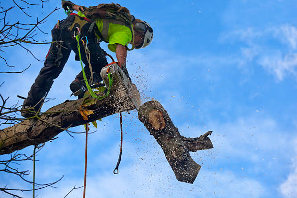 Best Storm Damage Tree Cleanup  in Franklin Rk, PA
